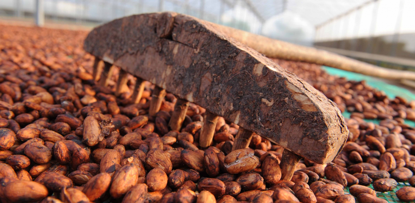 Công ty nào sản xuất Cacao và Chocolate  cho người nước ngoài uy tín hiện nay?