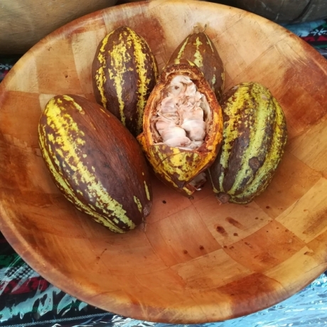 ​Khánh Hòa trồng thử nghiệm thành công cây cacao