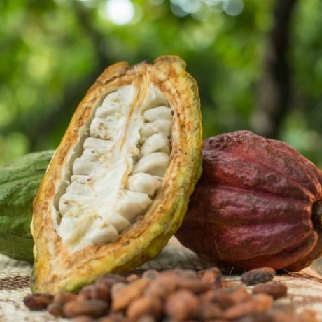 Triển vọng thị trường cacao toàn cầu tính đến năm 2027